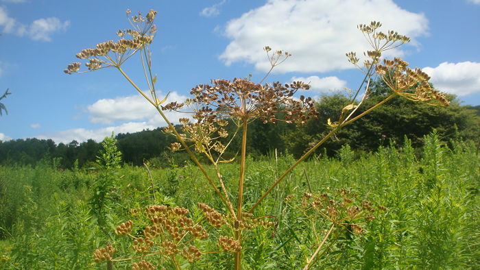 WILD PARSNIP700